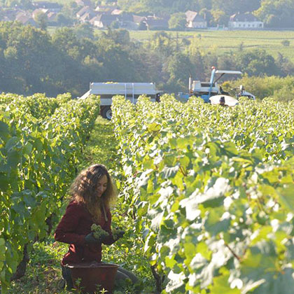 Domaine François Lumpp