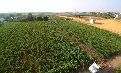 Cantine de Falco