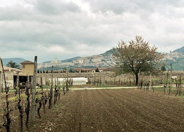 Sportoletti