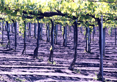 Bodegas-Docampo