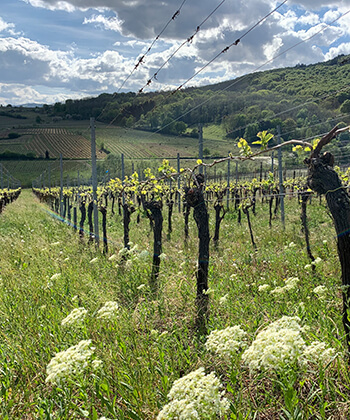 Domaine Marcel Deiss