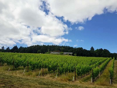 Illahe-Vines-looking-up-to-the-winery