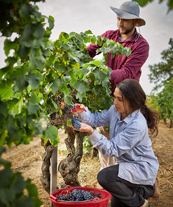 Domaine Santa Duc