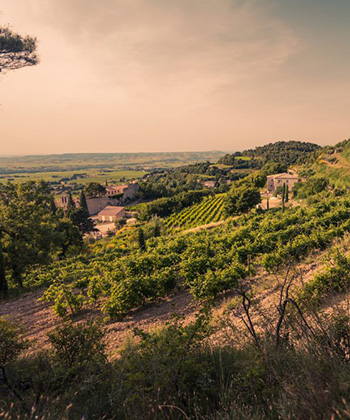 Domaine Santa Duc