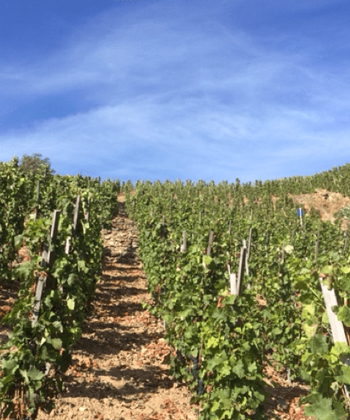 Domaine Patrick & Christophe Bonnefond