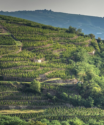 Domaine Rémi Niero