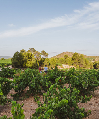 Agricola de Vinos la Higuera