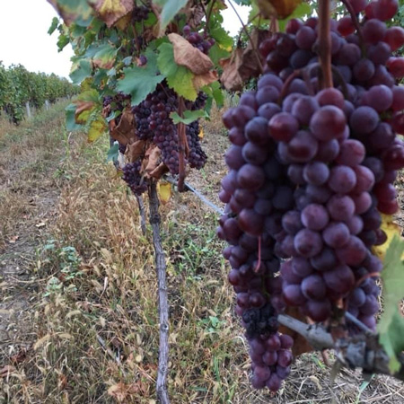 Qvevri Wine Cellar