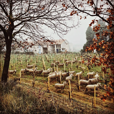 Domaine de la Vieille Julienne