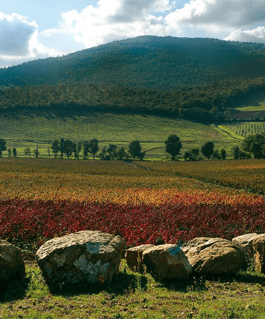 Tenuta Monteti