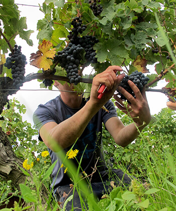 Domaine Bernard Baudry