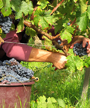 Domaine Bernard Baudry