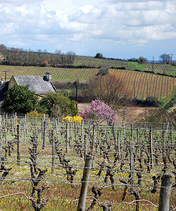 Domaine Bernard Baudry