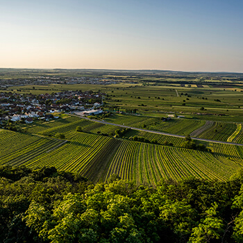 Weingut Kollwentz