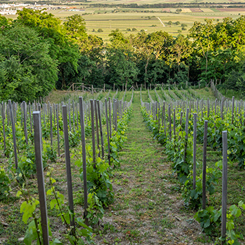 Weingut Kollwentz