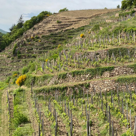 Clos de la Bonnette