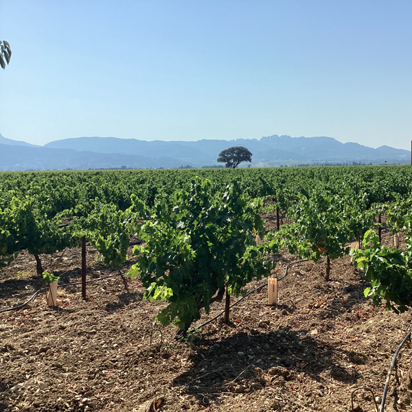 Domaine Élodie Balme