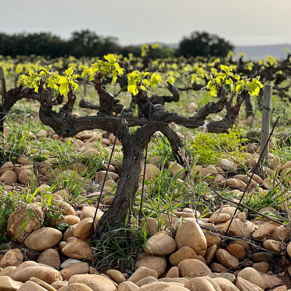 Domaine de la Mordorée