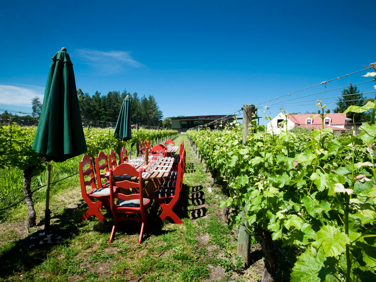 Gladstone-Vineyard