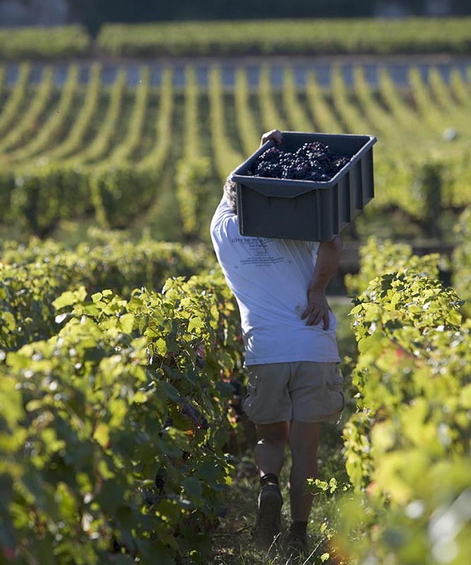 Domaine Jean-Jacques Confuron