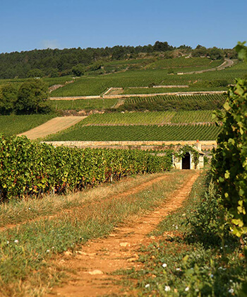 Domaine Comte Armand