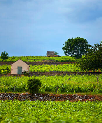 Domaine Joseph Drouhin