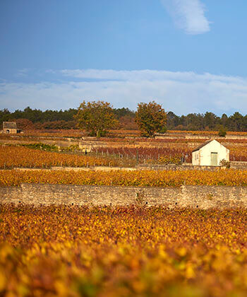 Domaine Joseph Drouhin