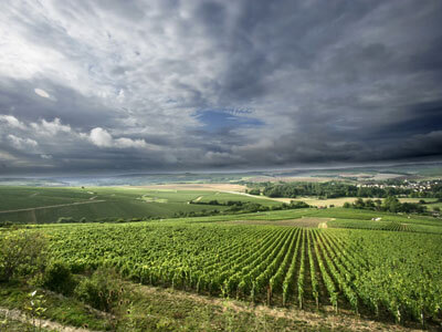 Domaine Drouhin Vaudon