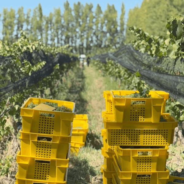 Bodega Chacra