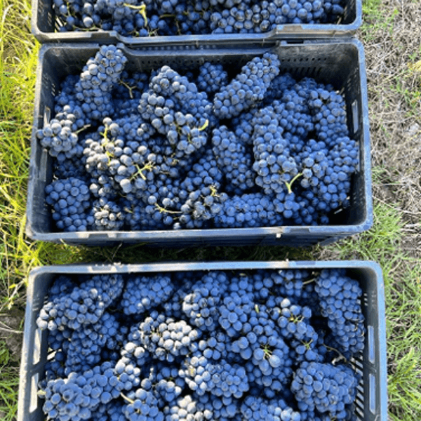 Bodega Chacra