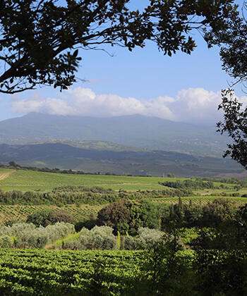 Podere Giodo di Carlo Ferrini