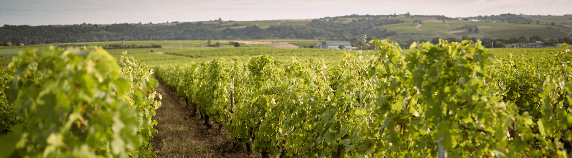 Domaine des Hauts Perrays