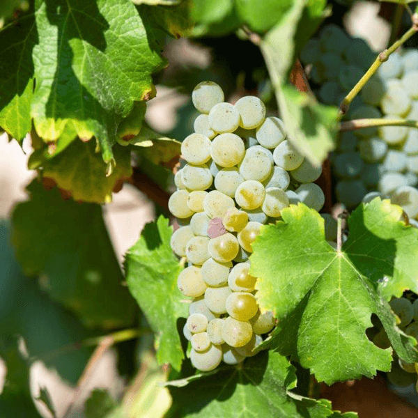 Domaine Delaporte