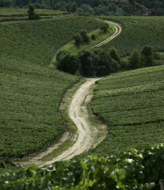 Domaine-Drouhin-Vaudon