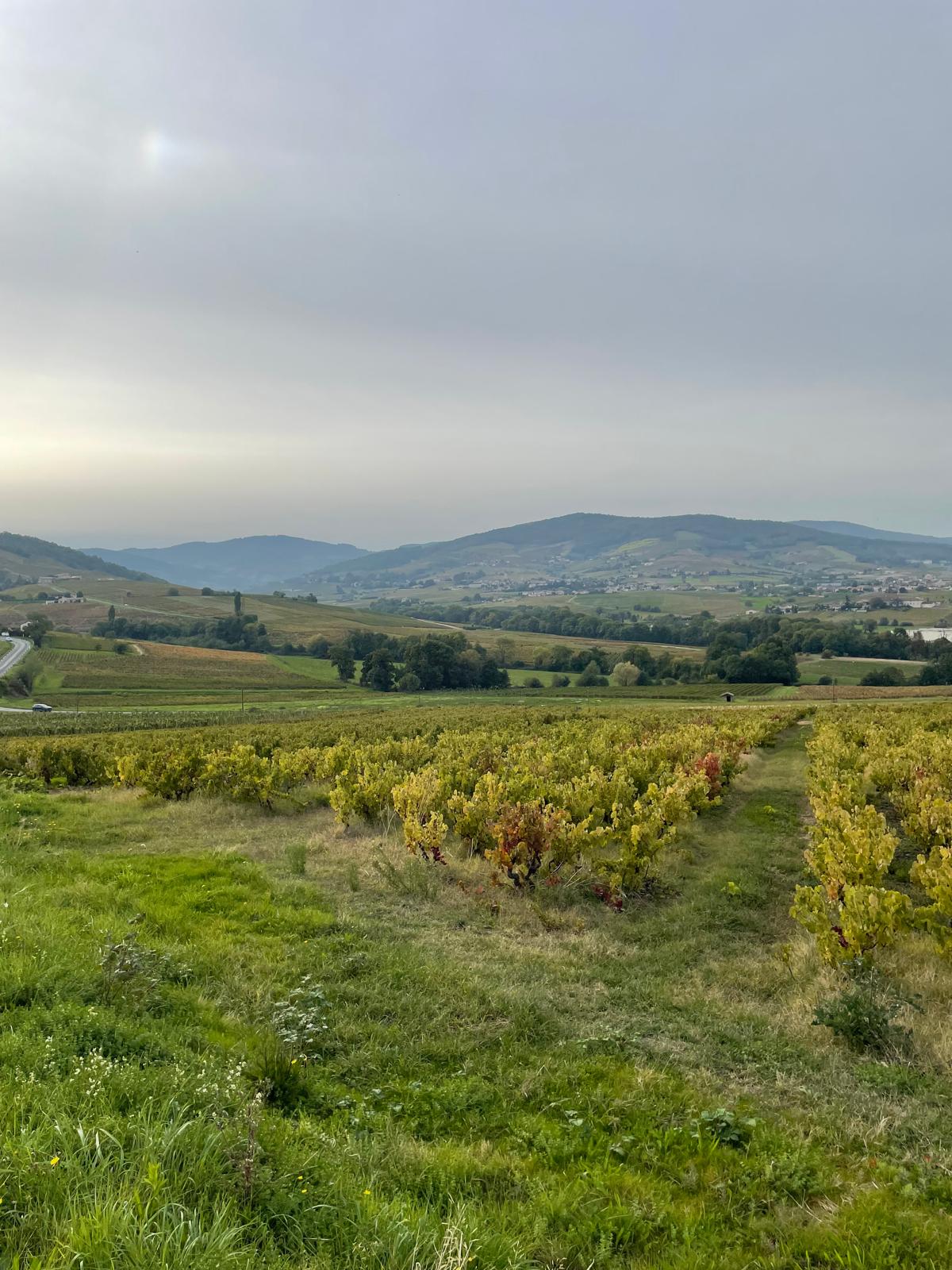 Domaine Chevalier-Métrat