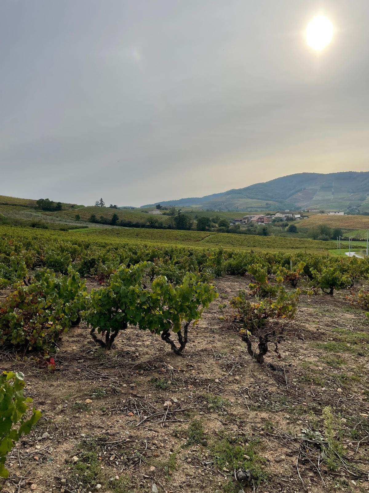 Domaine Chevalier-Métrat