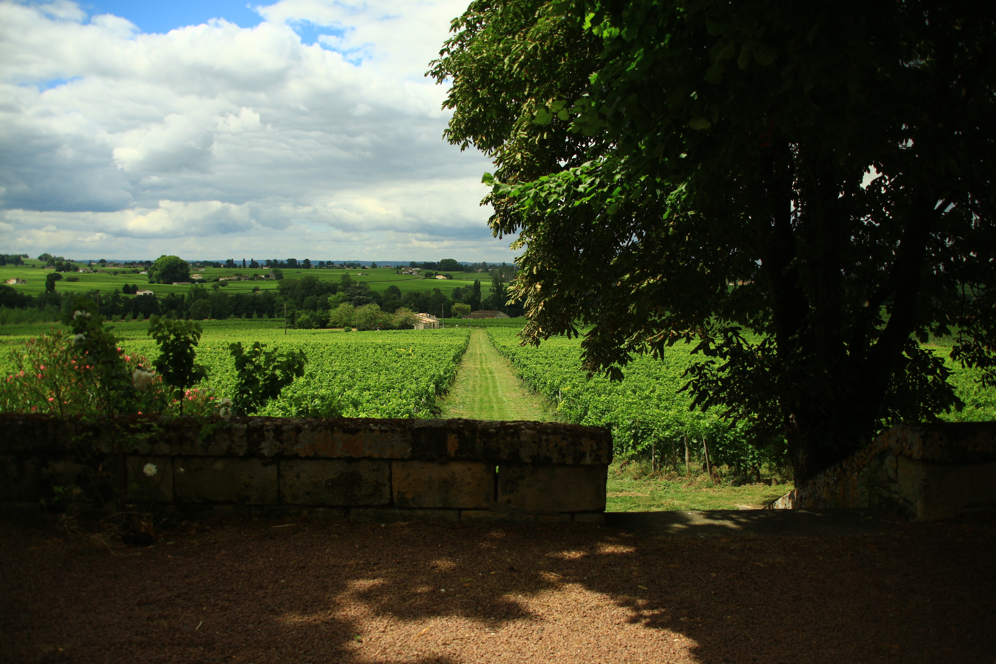Château-Montaiguillon-Vines