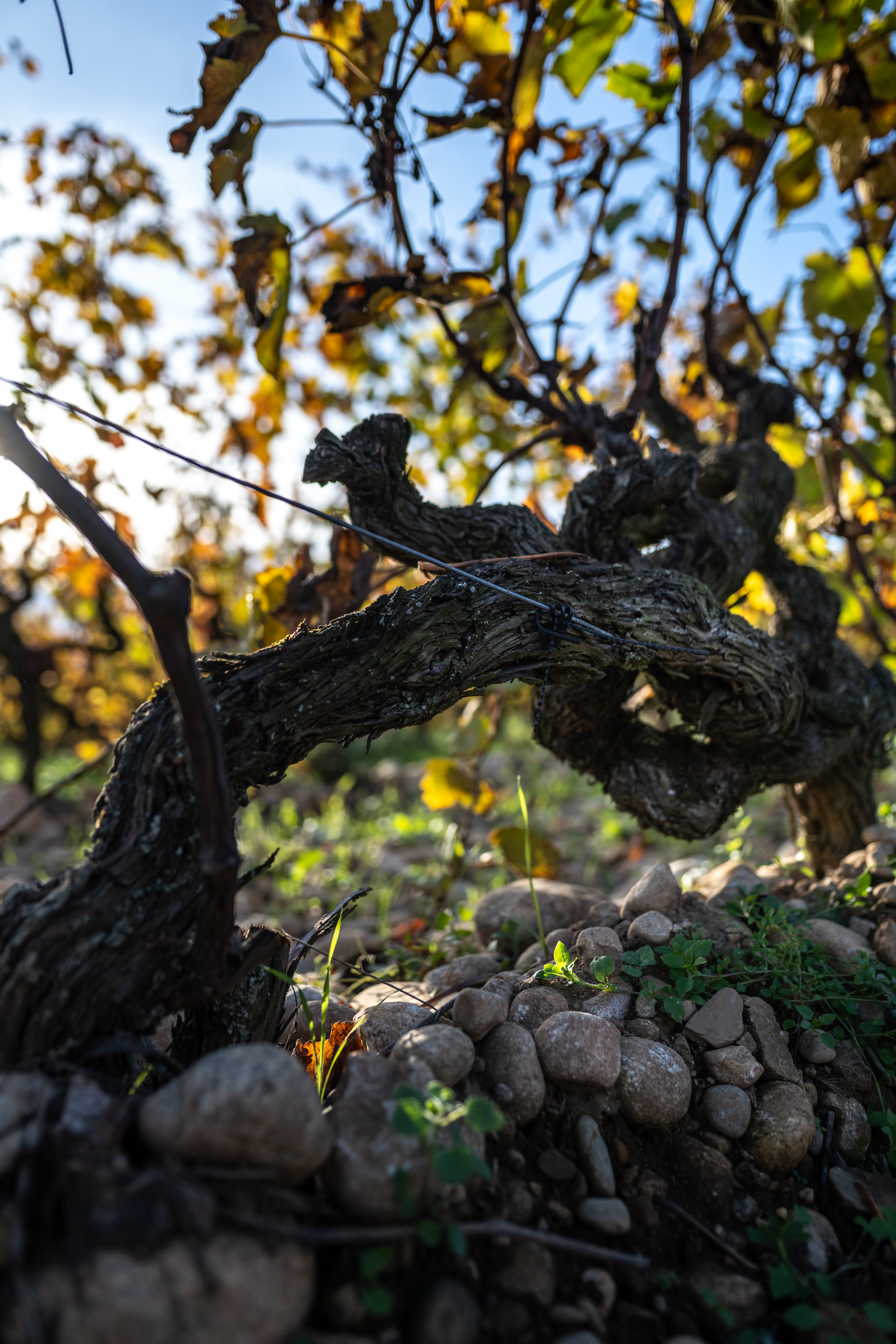 Domaine du Chêne Vert