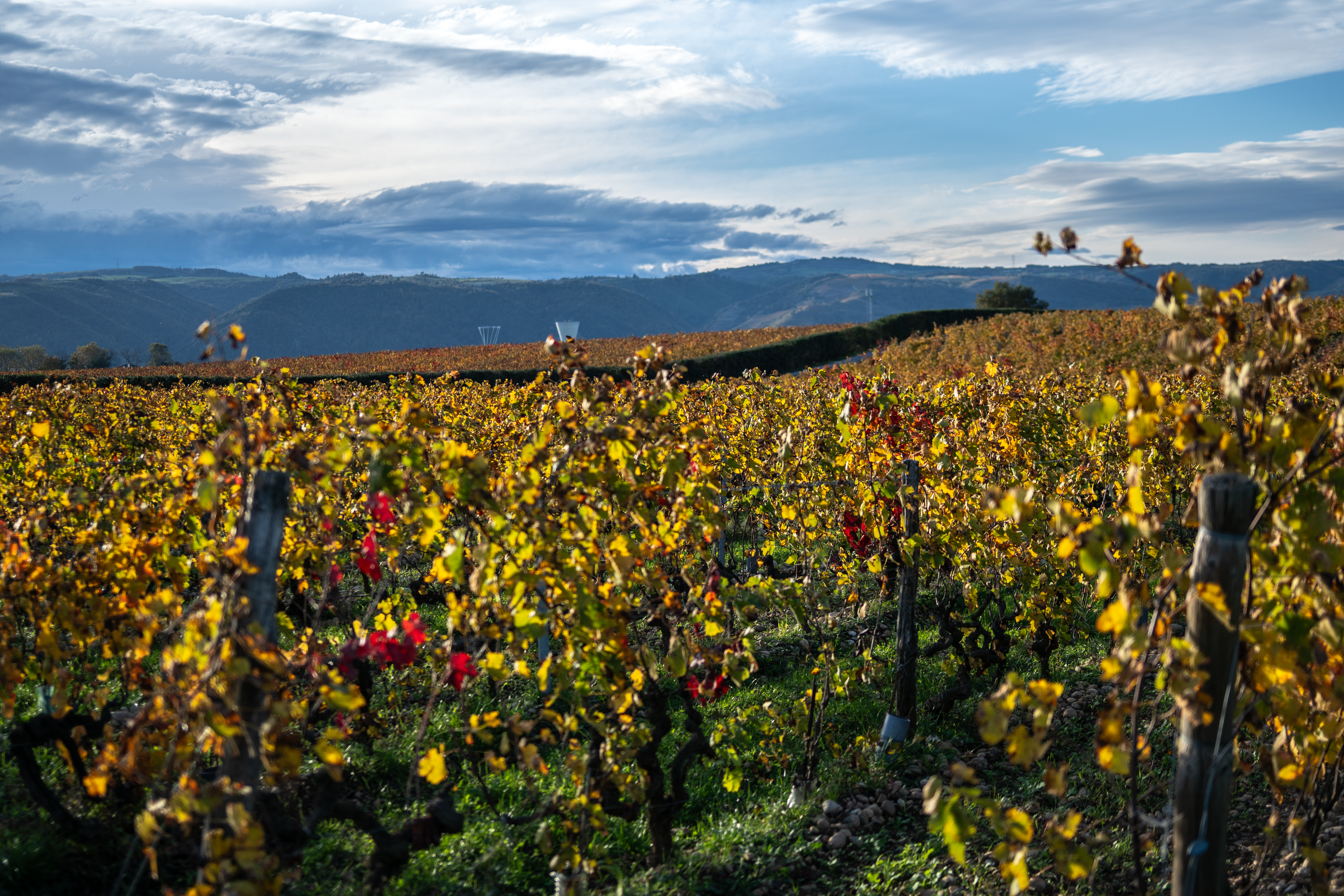Domaine du Chêne Vert