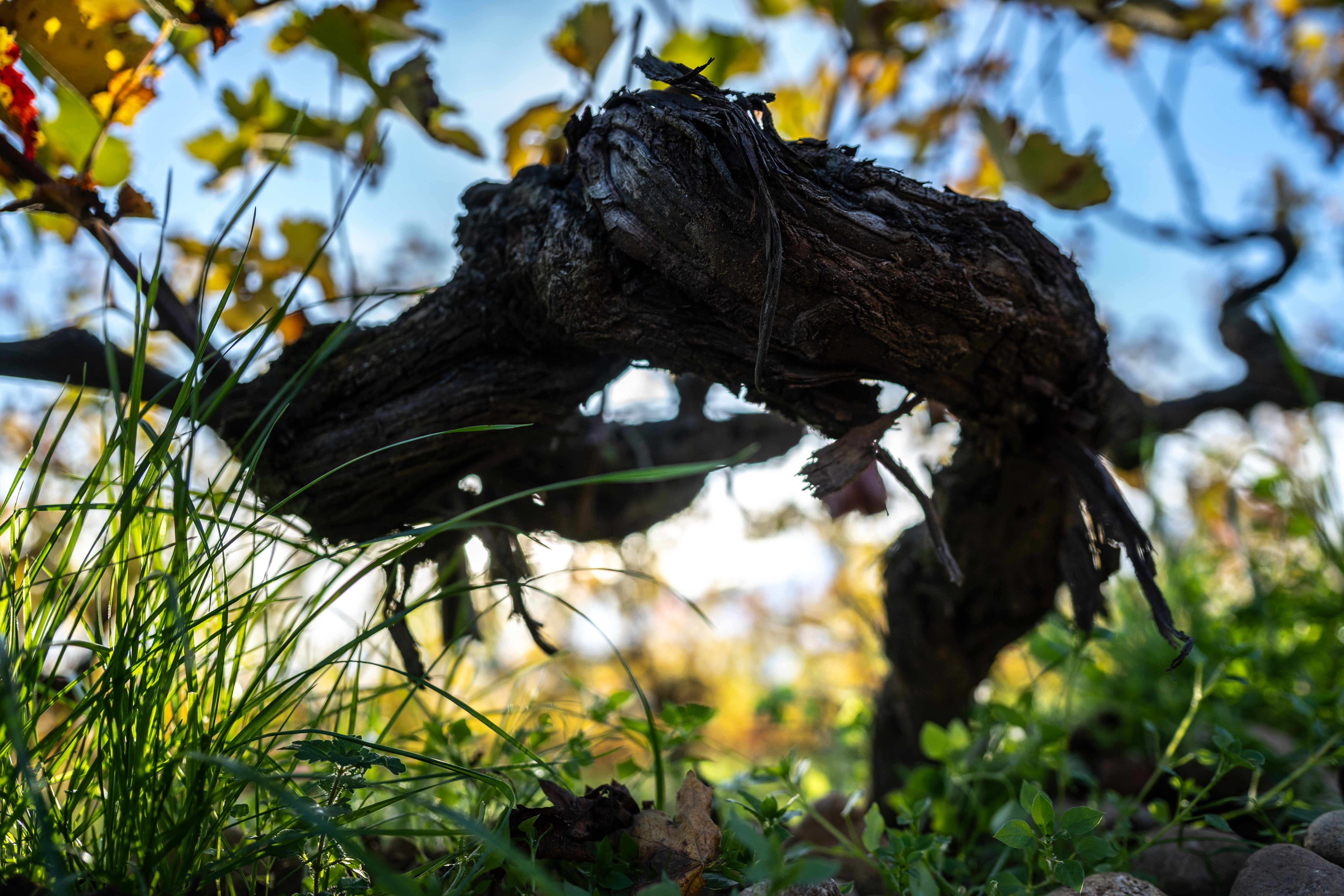 Domaine du Chêne Vert