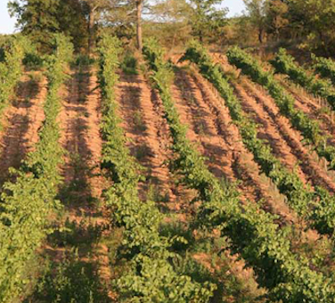 Bodegas-Roqueta