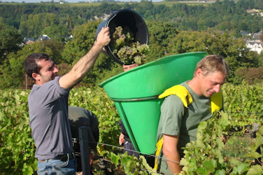 Domaine-Vincent-Carême