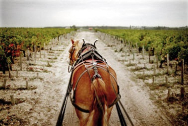 Château-Pontet-Canet