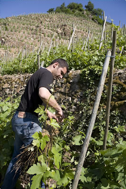 Stéphane-Montez,-Domaine-du-Monteillet