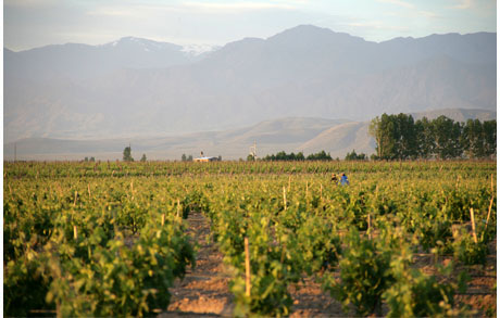 Bodegas-y-Vinedos-O.Fournier