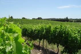 Vignerons-du-Sommiérois