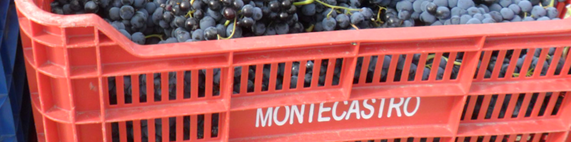 Bodegas-y-Vinedos-Montecastro