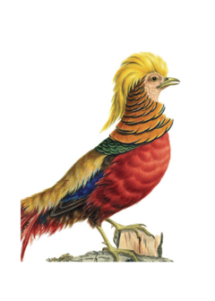 CARDS - GOLDEN PHEASANT Archivist Gallery, Lea & Sandeman