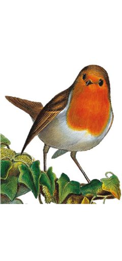 CARDS - ROBIN Archivist Gallery, Lea & Sandeman